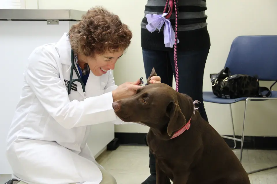 Seguro para veterinarias